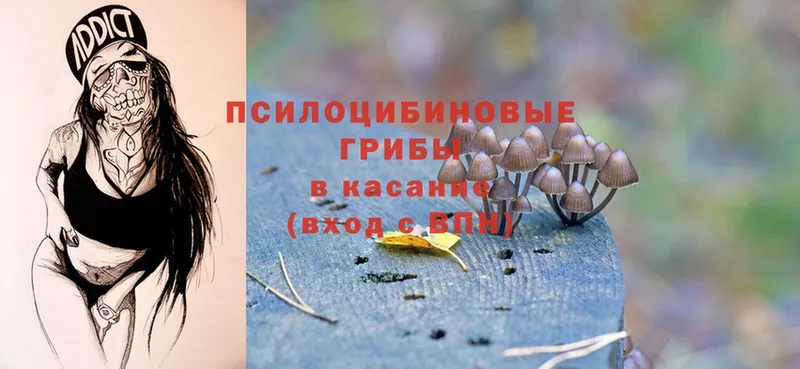 Псилоцибиновые грибы Psilocybine cubensis  Лосино-Петровский 