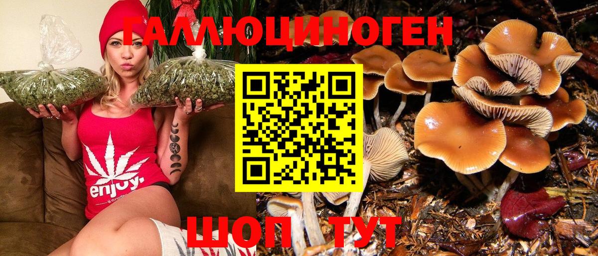 Галлюциногенные грибы Psilocybine cubensis Лосино-Петровский